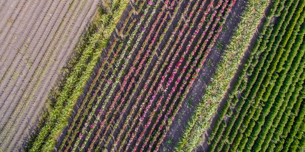 Drone_agriculture